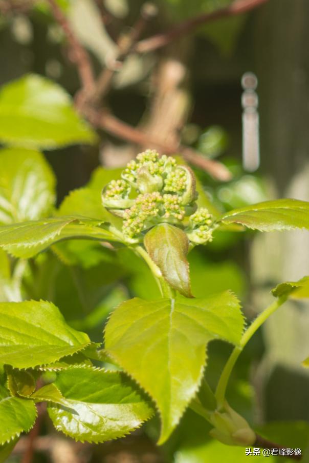 徕卡sl系列推荐,徕卡sl2和m11