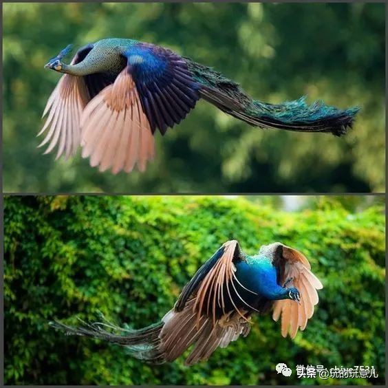 中国画孔雀名作,中国名画孔雀