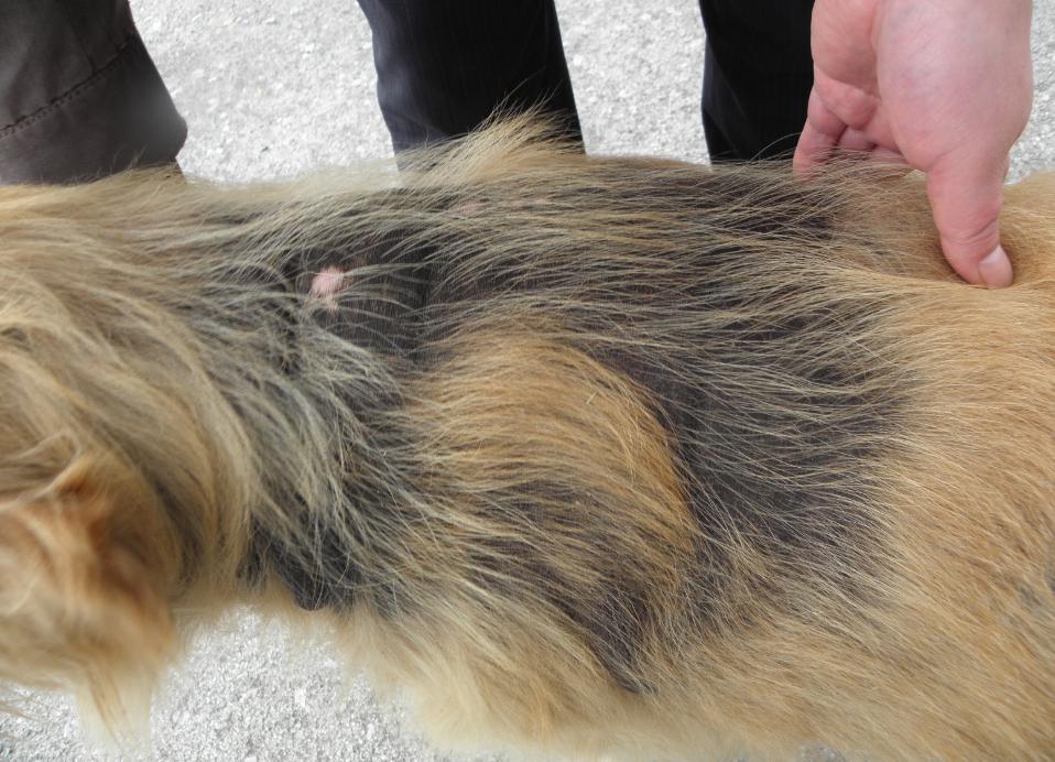 小狗得甲亢,小狗甲状腺机能低下