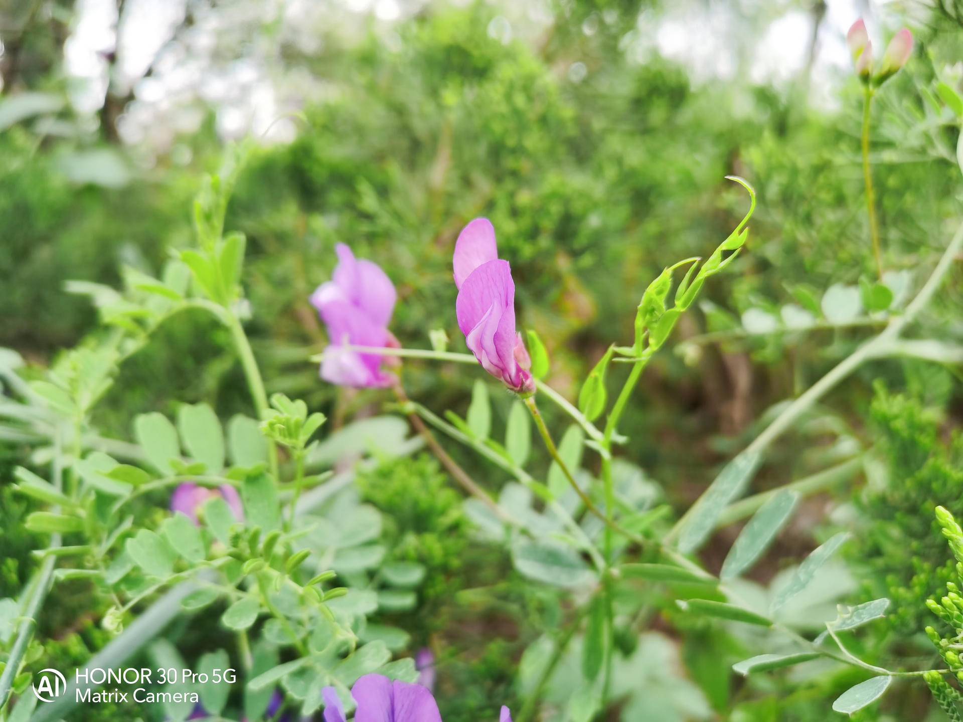 荣耀30pro用一个月的感受,荣耀30pro真实使用感受