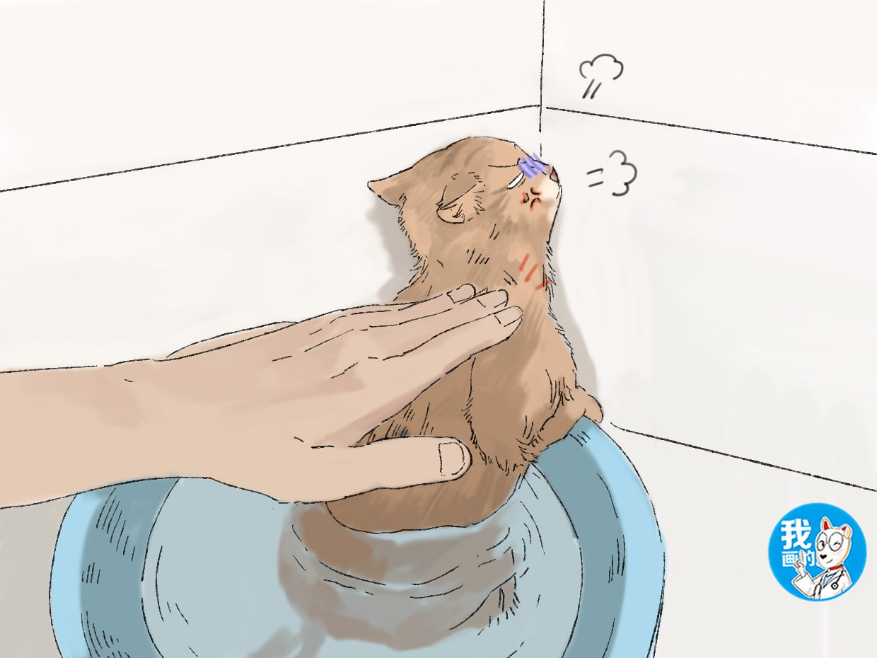 给猫咪洗澡不用急,给猫咪洗澡发现了不得了的事情