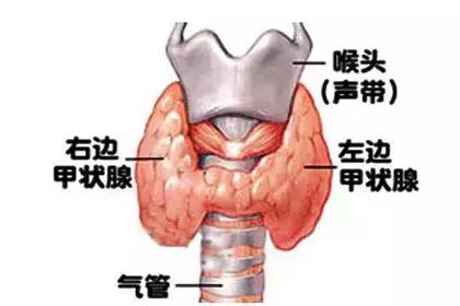 甲亢自我诊疗与全面调养的区别,甲亢防止复发
