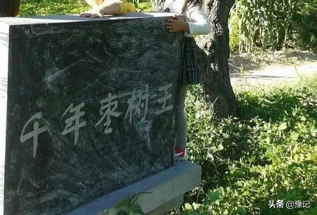 除了冬枣还有什么枣又大又圆,除了红枣枸杞茶还有什么茶