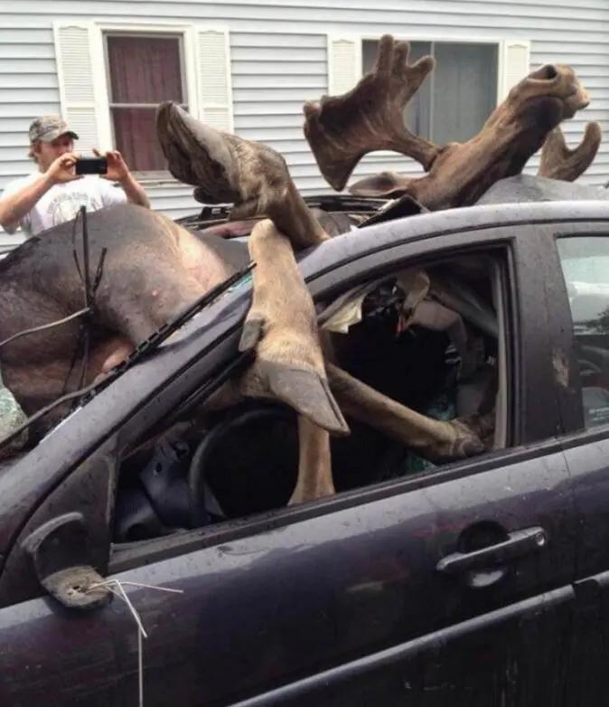 开车遇到动物如何避险,在高速上遇到大型动物该怎么办