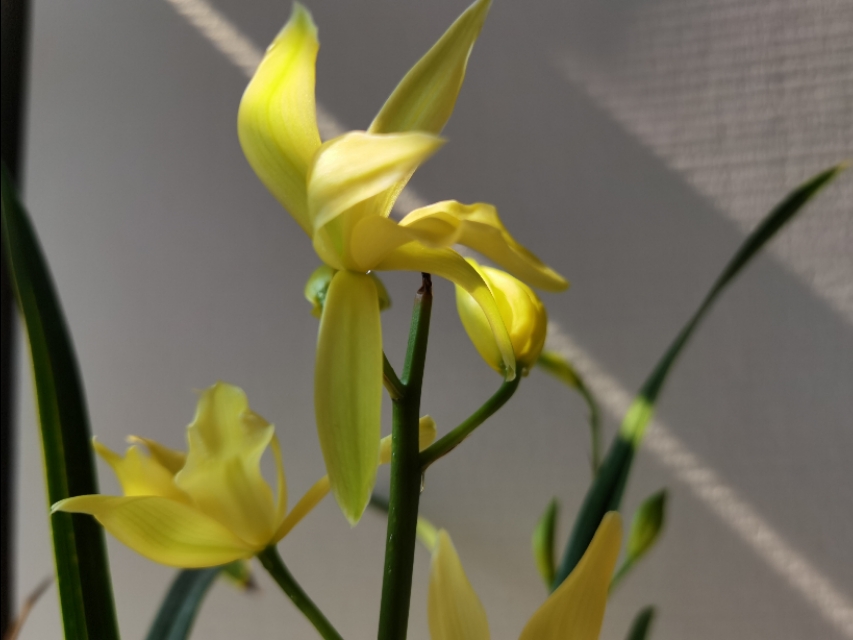 香味浓又勤花的兰花,兰花经典精品欣赏