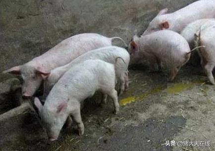 猪病怎么治才能彻底,猪病怎么治好