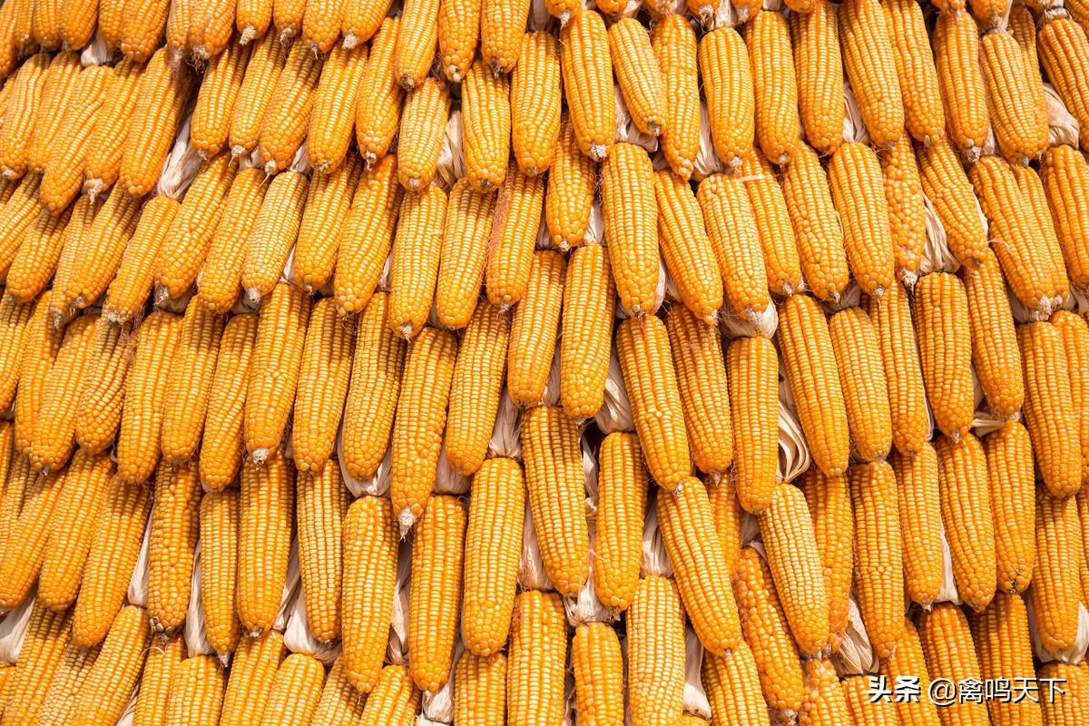 新玉米喂鸡有哪些危害怎样解决,玉米的十大危害