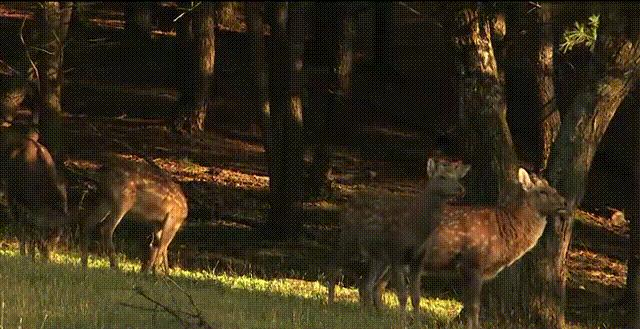 黑龙江旅游小众胜地,黑龙江值得旅游的10个地方