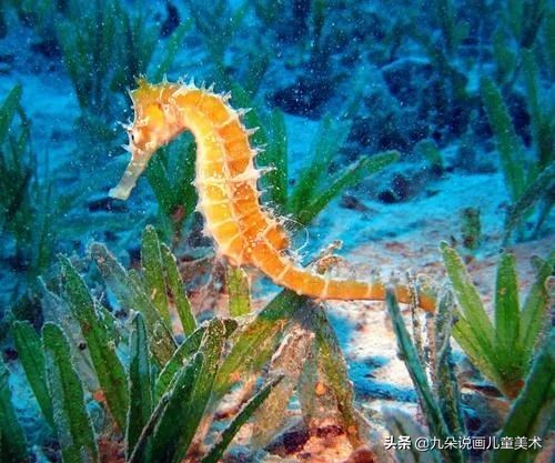 儿童简笔画教宝宝画可爱海马,马克笔画渐变儿童画