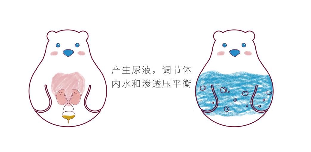 儿童怎么保护肾脏功能,儿童肾病怎么保护肾