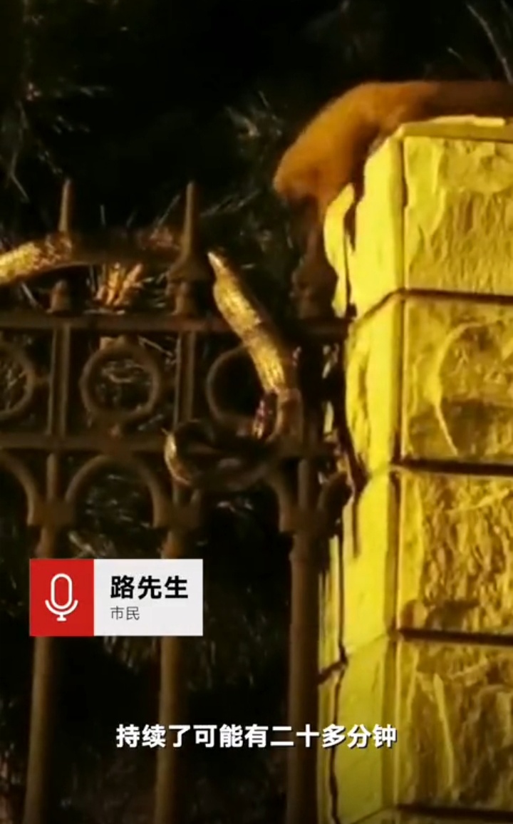 北京一小区黄鼠狼与青蛇,千年难遇青蛇大战黄鼠狼