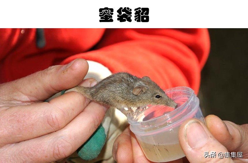 100多种你没见过的动物,十种你未见过的小型生物