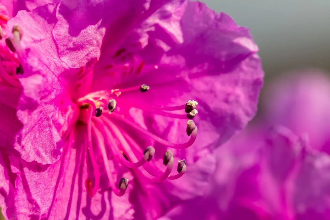 中国玉都岫岩映山红景区,岫岩黄岭子千亩映山红景区等你来