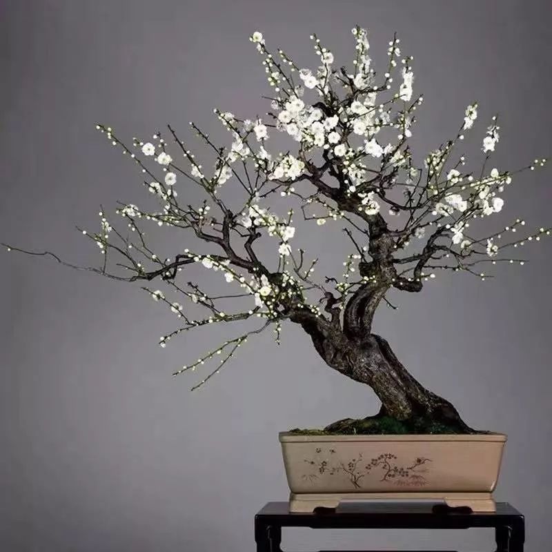 这六种花寓意吉祥好养易活,公认最吉利的4种花