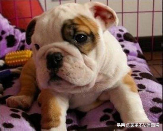 高颜值肌肉奶狗,什么样的小奶狗最可爱