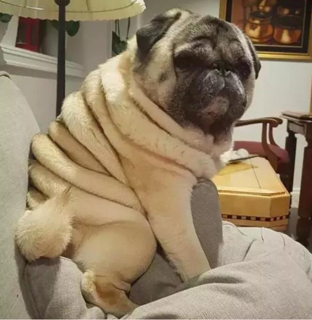 怎么挑选温顺的巴哥,怎么挑选一只巴哥狗狗