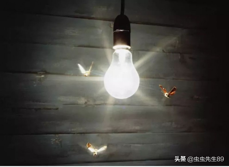 昆虫为什么会被灯吸引,吸引昆虫的灯光