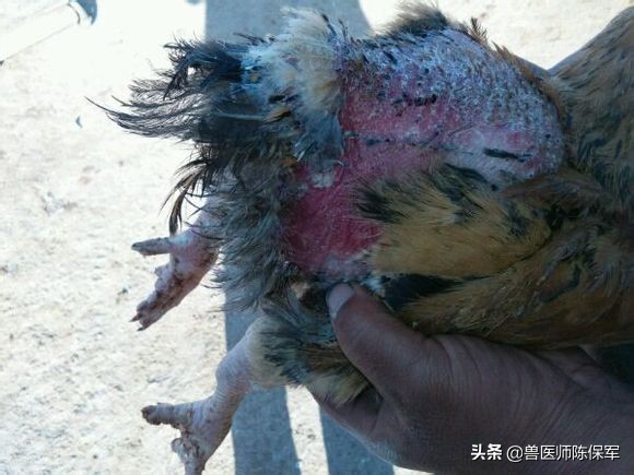 小鸡啄羽啄肛是什么原因,鸡啄羽啄肛的原因和解决方法