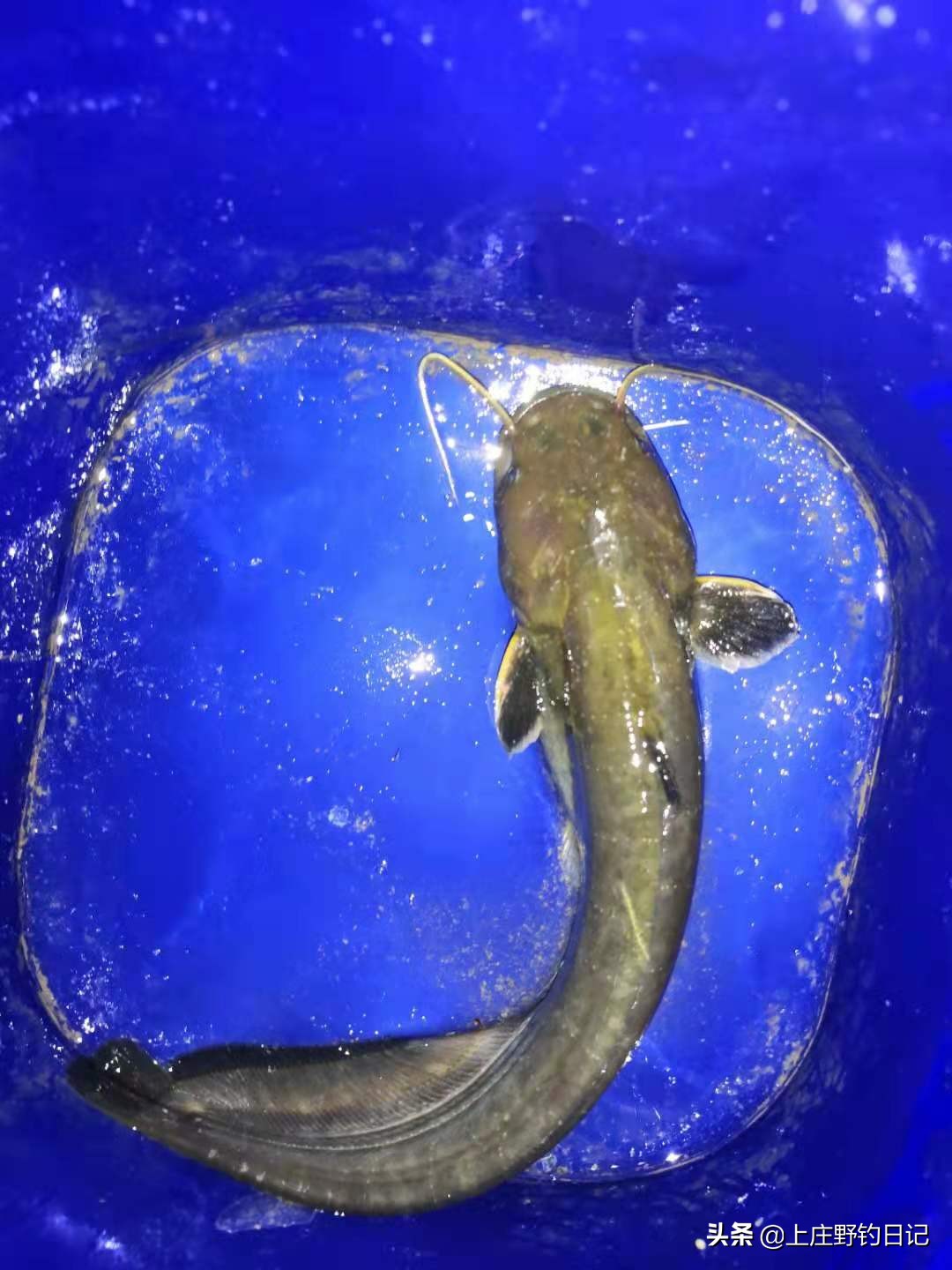 舅舅和我钓鱼的日记90字,钓鱼日记30000字