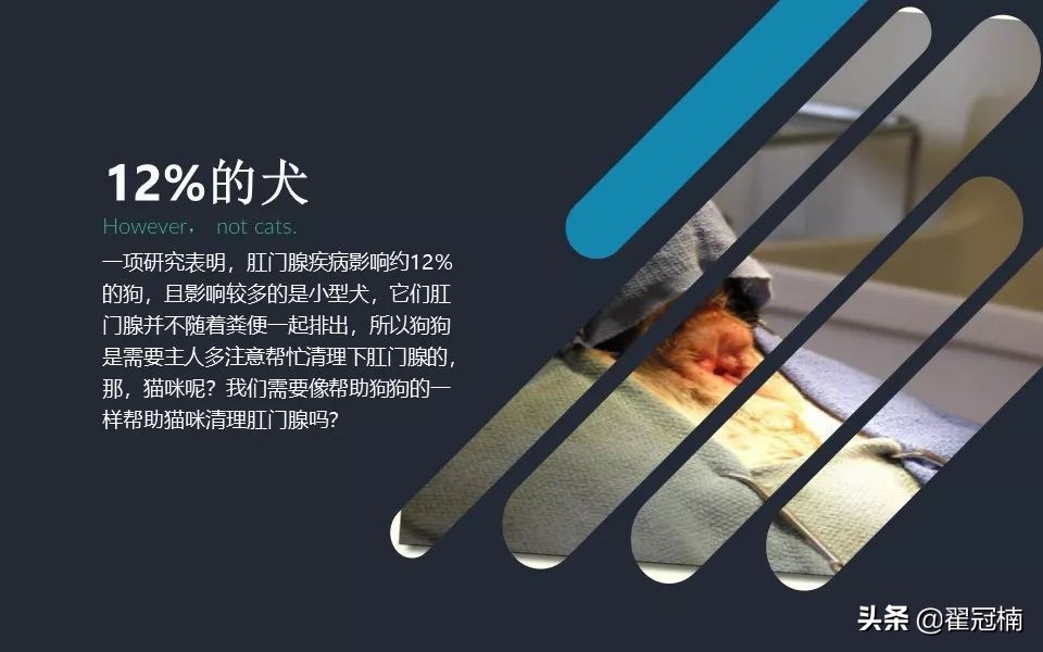 你家猫肛门腺那点事儿...挤?不挤?