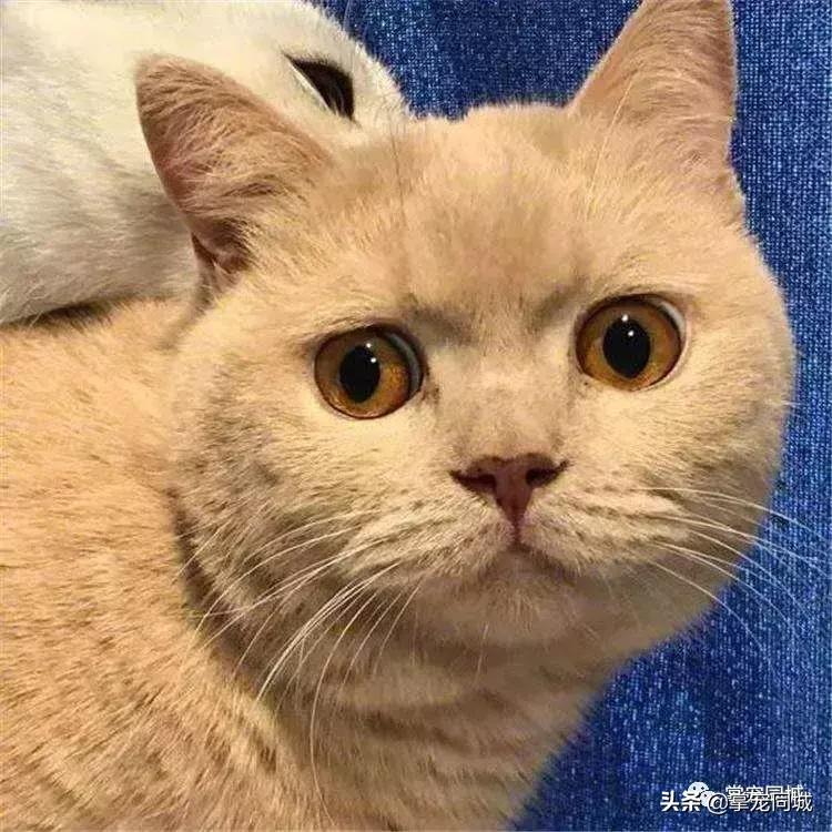 猫咪都是白色的怎么回事,猫咪为什么都看起来很干净