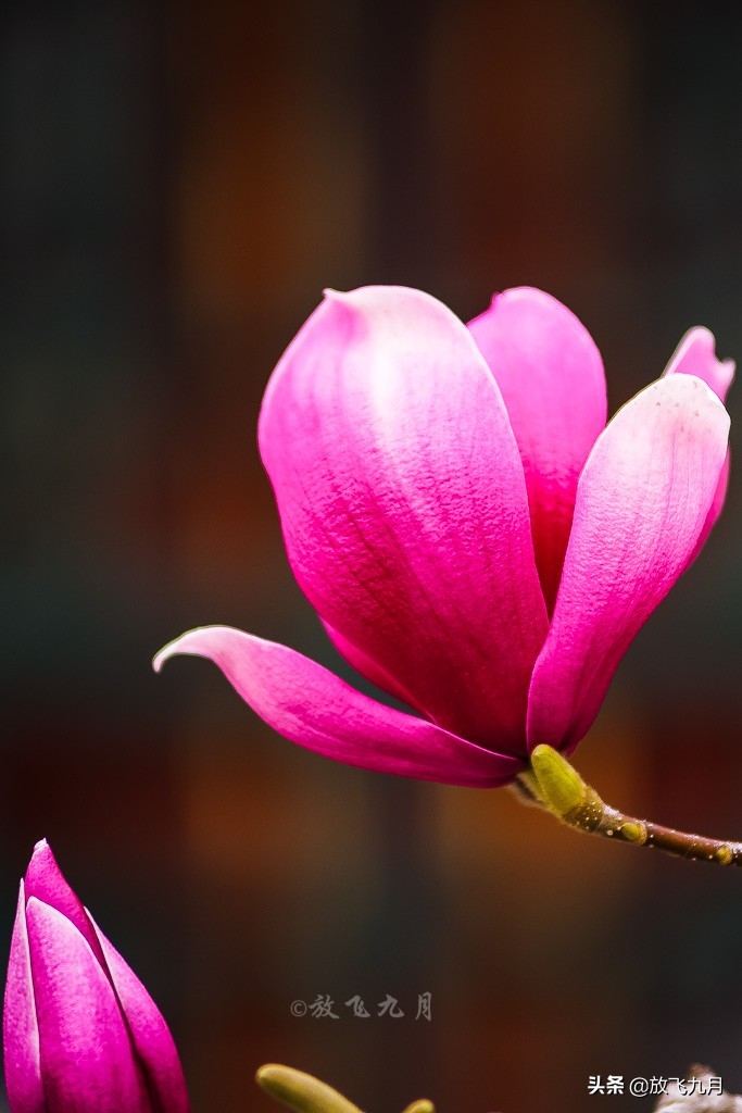 北京公园年卡哪个最划算,北京公园年卡100元能去几个公园