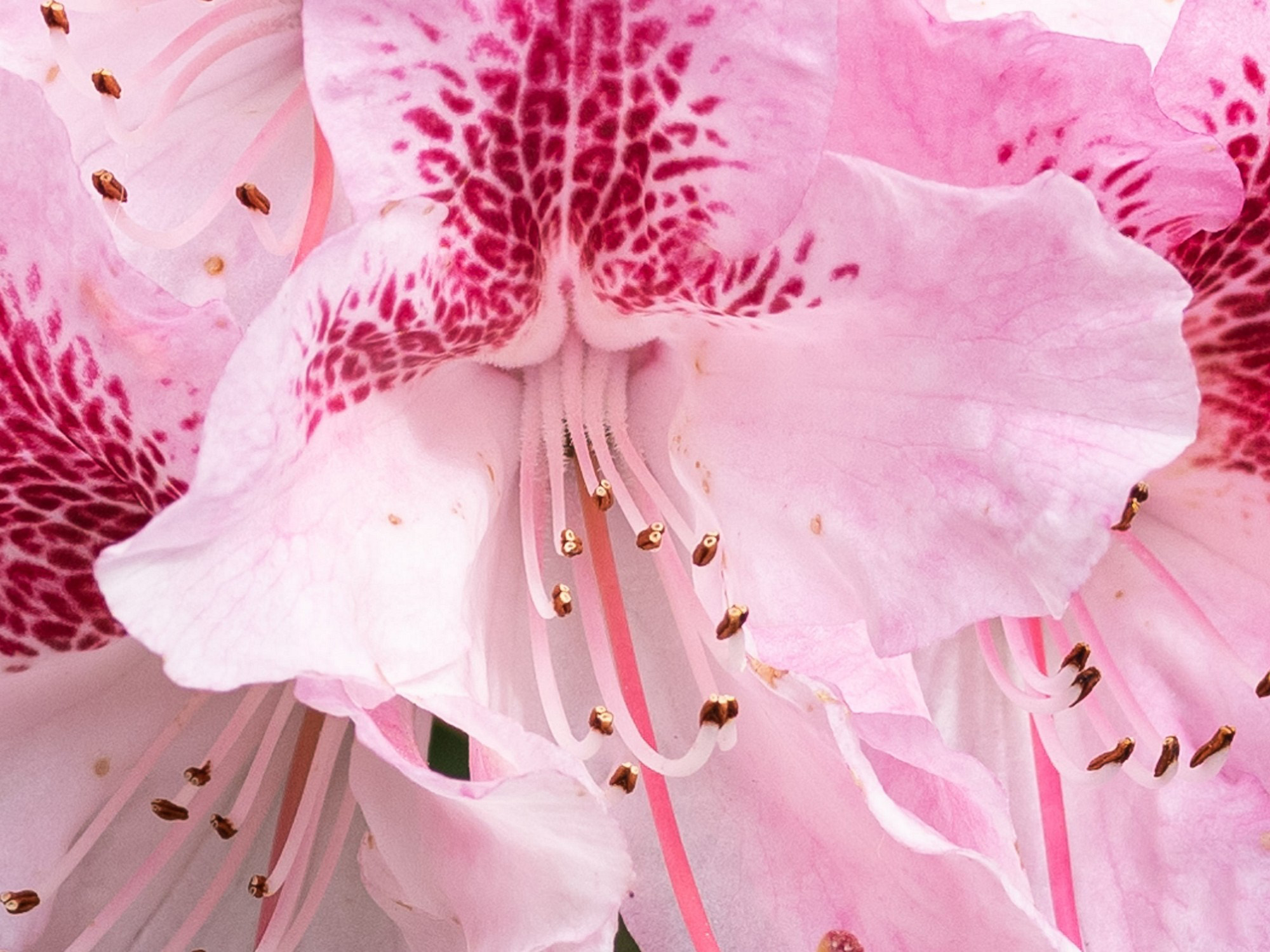 富士gfx50sii视频测试,富士高端相机gfx100s参数