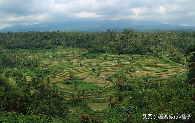巴厘岛什锦饭和猫屎咖啡,巴厘岛的猫屎咖啡豆的价位