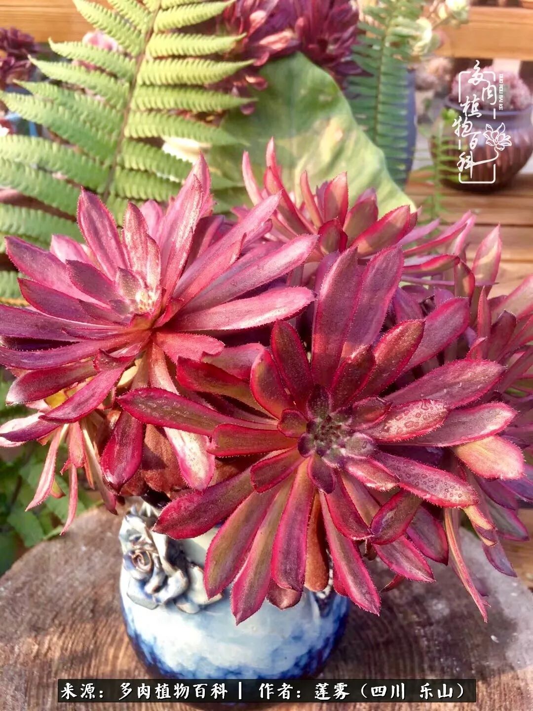 治愈系多肉精灵,初冬携一抹暖阳与多肉相伴