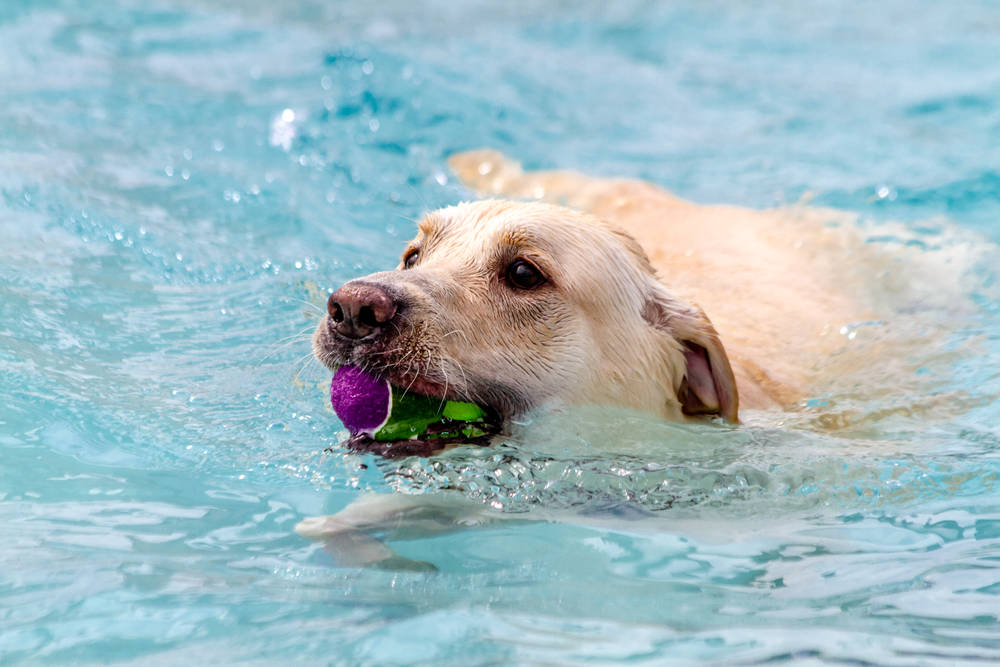 狗狗太胖怎么才能变瘦,狗狗太胖怎么减肥