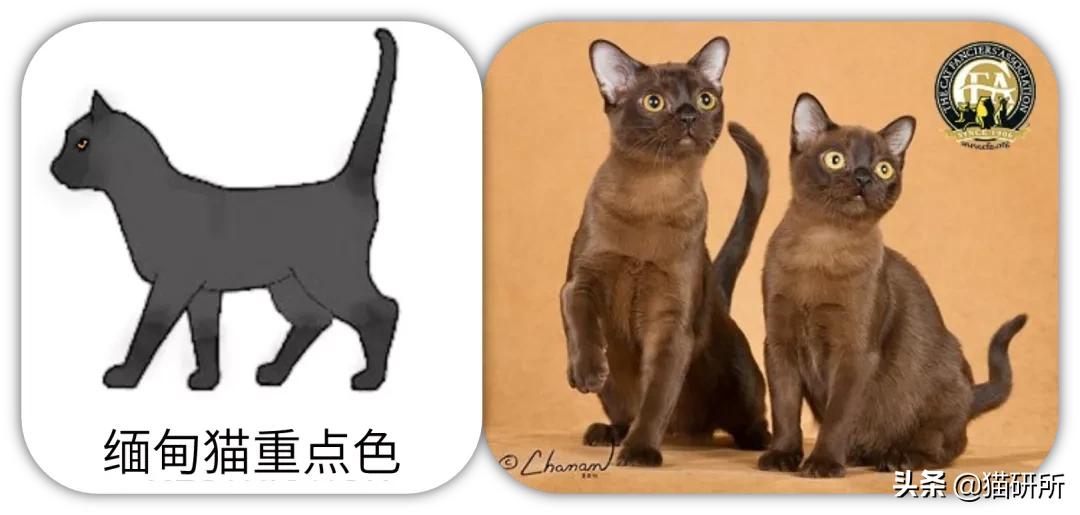 猫咪的花纹是怎么长出来的,猫咪身上的花纹有多奇葩