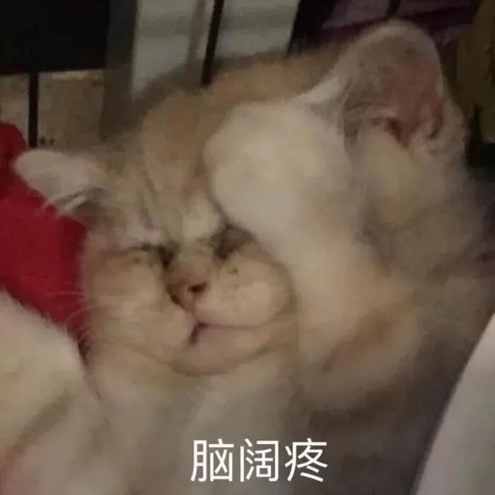 盘点小猫咪的奇怪行为,猫咪光鲜靓丽的背后