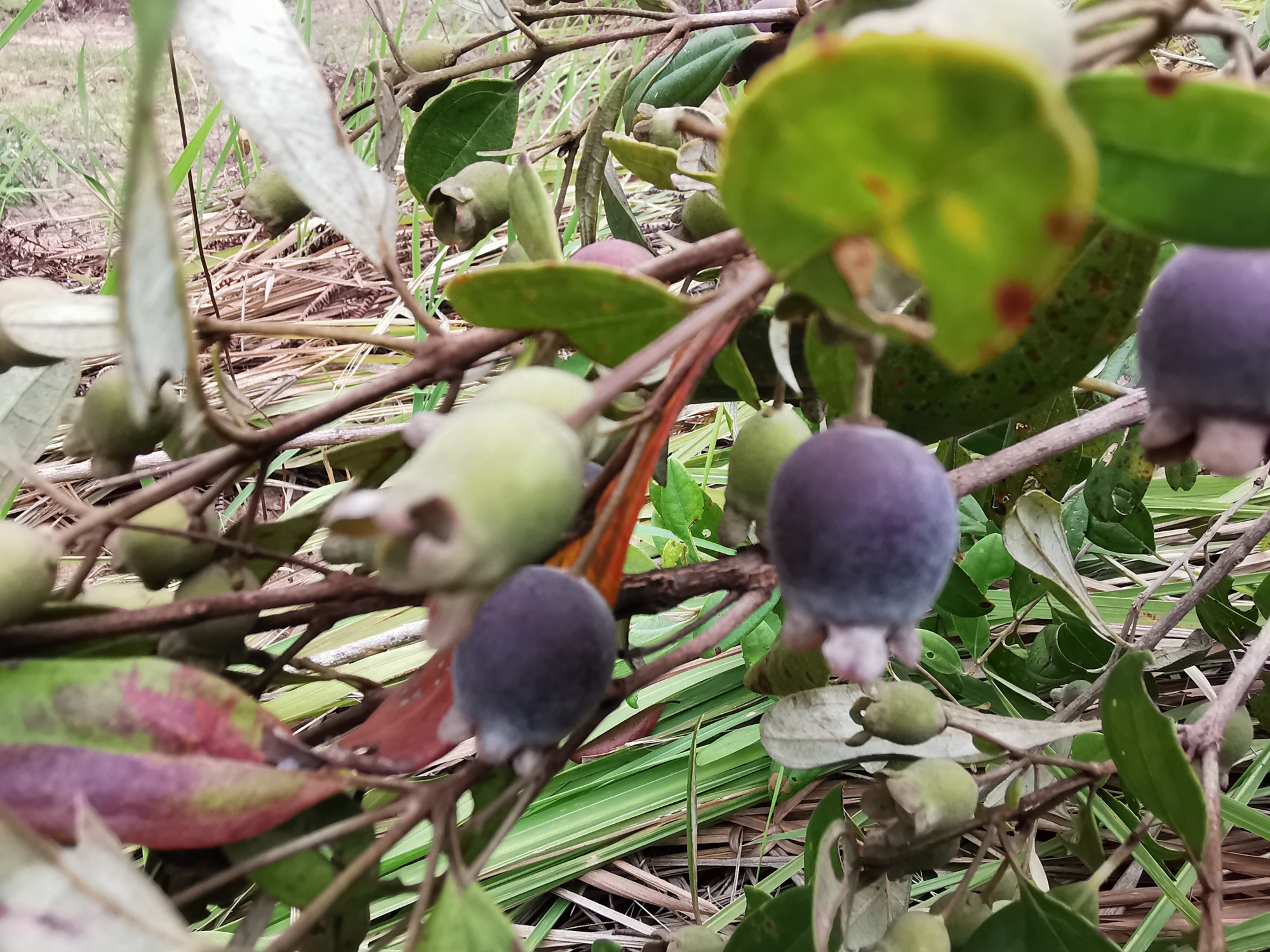 捻子酒半年后要把捻子捞出来吗,捻子酒制作方法
