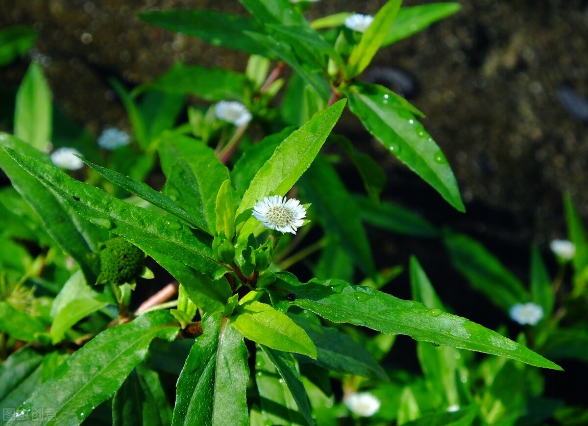 两鬓长白发脱发服用啥药,治白头发脱发变黑偏方
