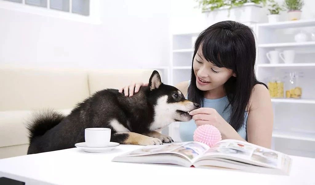 小猫咪来到新家一直叫,小狗到新家一直叫怎么办啊