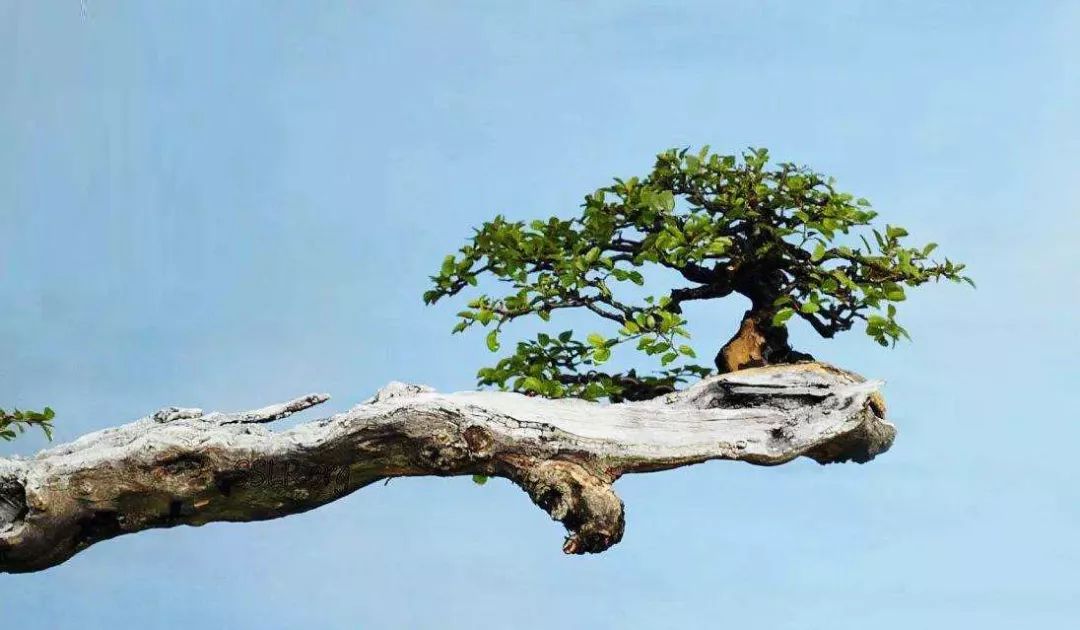 精品水旱树石盆景,什么是全旱式树石盆景