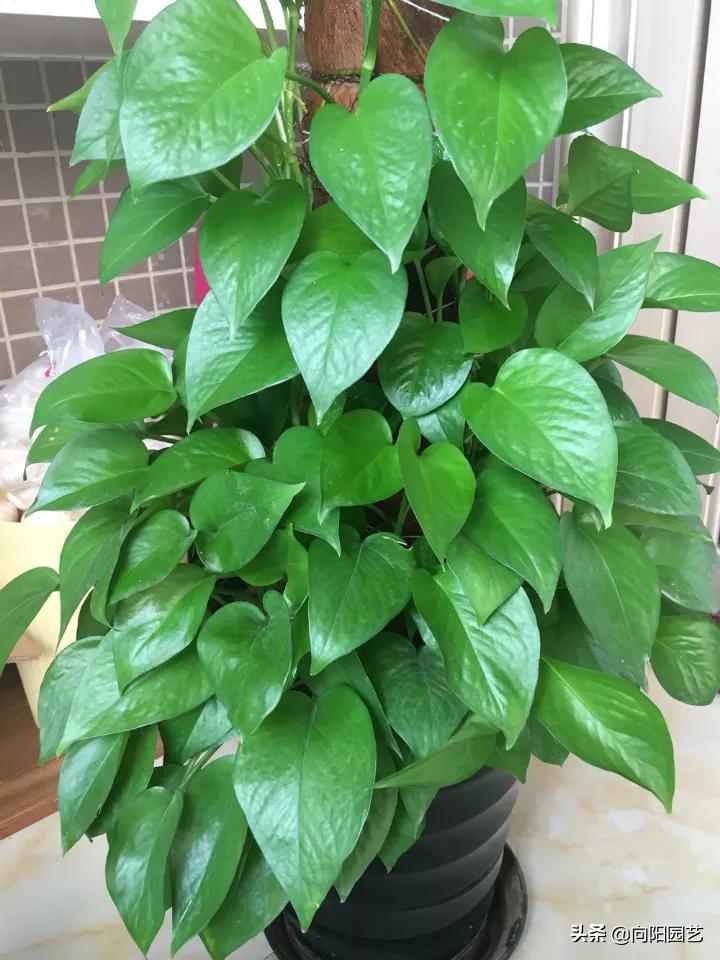 绿萝吃水很厉害,绿萝长得太快了