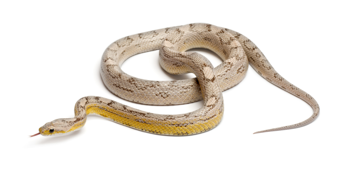 怼人的古诗句子幽默,教你用古诗词优雅地怼人