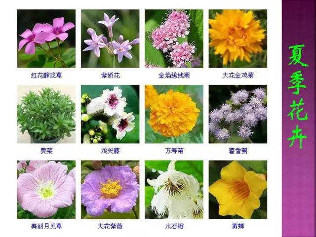 花卉大全500种观叶植物名称,1332种常见花卉植物图谱