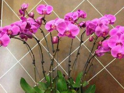 蝴蝶兰籽咋种,树皮种蝴蝶兰