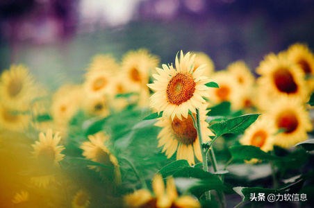 asp.net开发web的技术优点,asp.netmvc项目实战