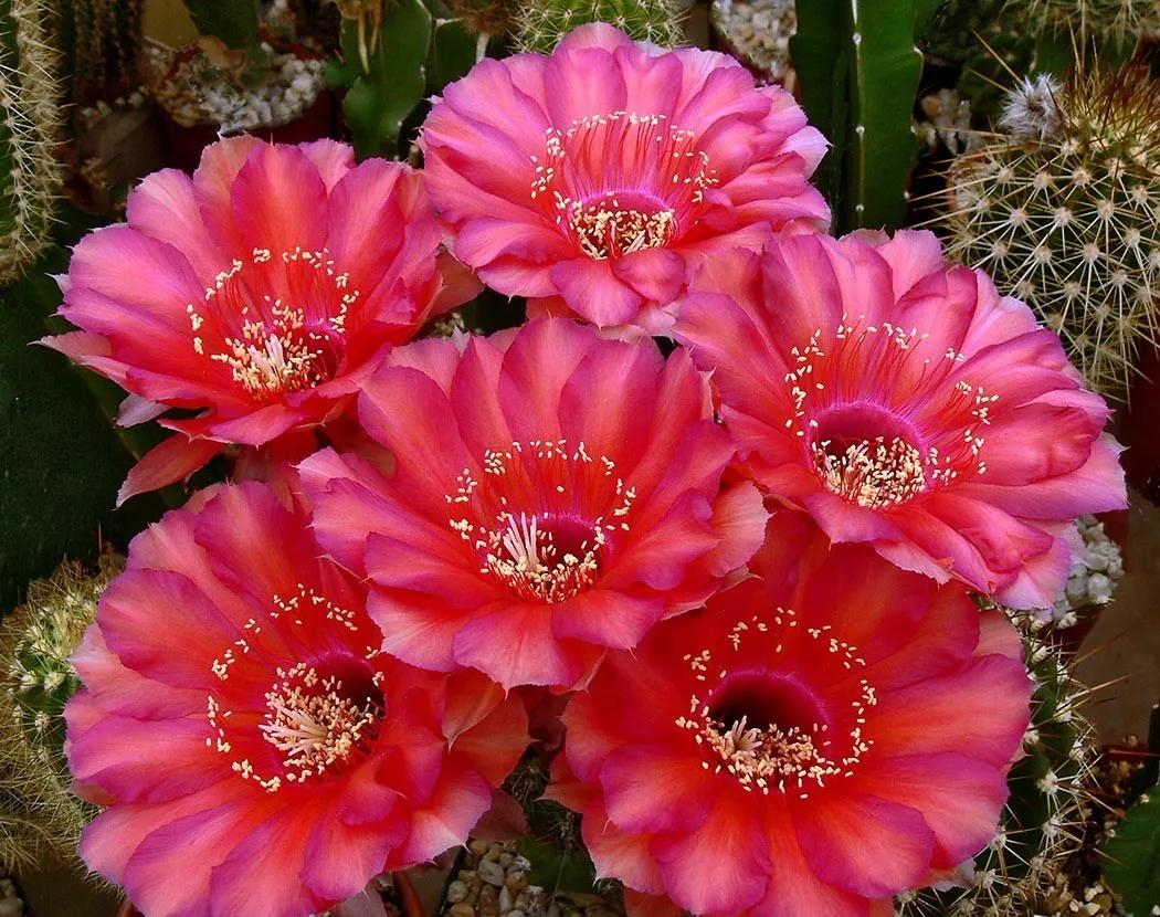 100种仙人球花图片,100种仙人球的品种视频