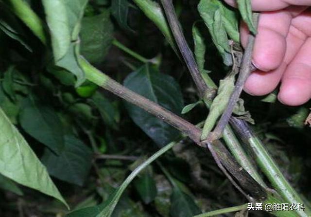 辣椒易生什么病该用什么药,辣椒有病毒病怎么治