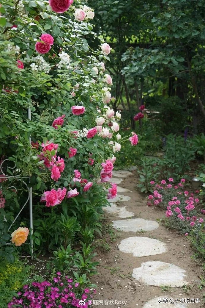 盘点每个世界第一关最强的植物,有哪些可以卡无敌的植物