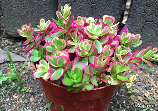 最好养又漂亮的太阳花,死不了的太阳花种子造型