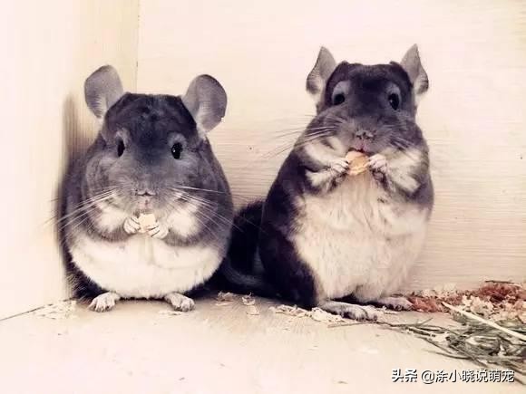 补充微量元素会影响大便吗,补充维生素可以减少猫咪掉毛吗