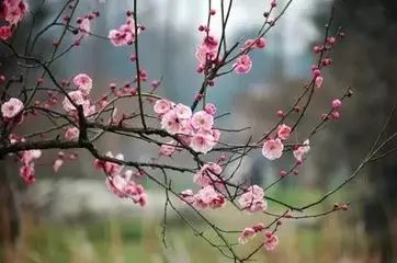 做一个梅花系女孩,做个笑靥如花的女子