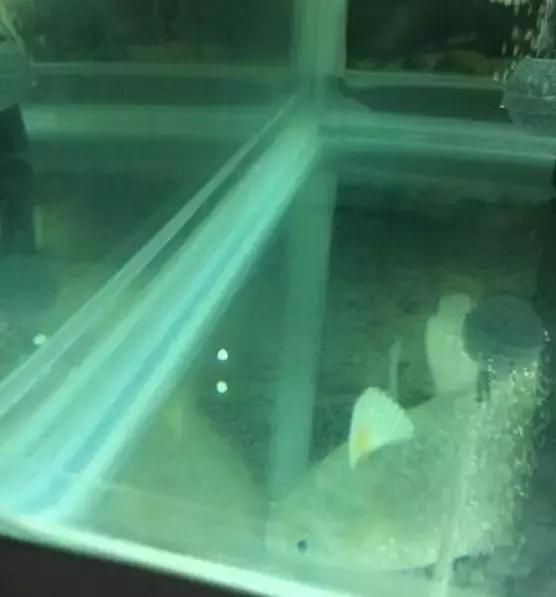 鲤鱼嘴里有没有鱼石,鲤鱼嘴巴没牙齿