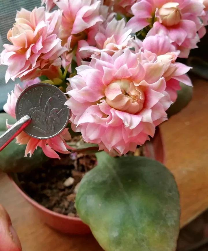 长寿花，寓意好、开花漂亮，花期长，品种多达300个