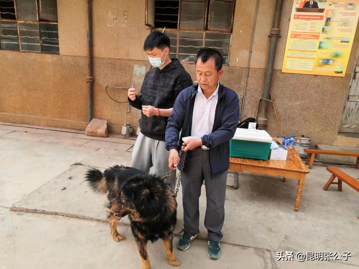 马金疫苗,开展犬只疫苗接种